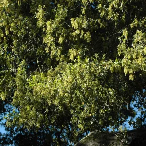 Coast live oak, Quercus agrifolia, flowering in the Garden