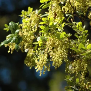 Coast live oak, Quercus agrifolia, flowering in the Garden
