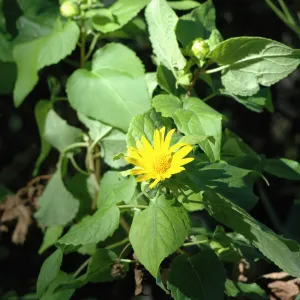 Canyon sunflower