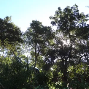 SBBG Arroyo Section, recent rainfall