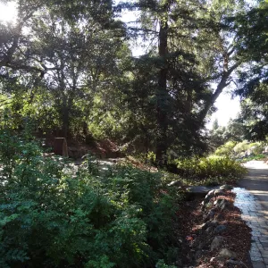 SBBG Arroyo Section, recent rainfall