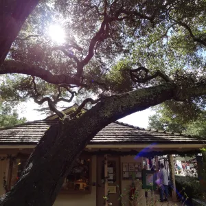 sunlight, entrance oak, Garden Gift Shop (Coastal Live Oak)