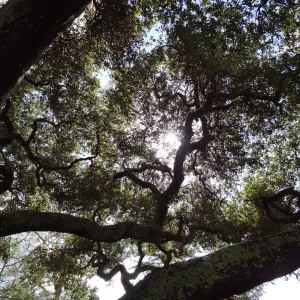 sunlight, entrance oak (Coastal Live Oak)