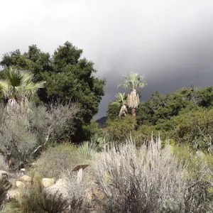 Desert Section panorama
