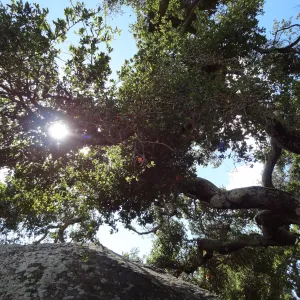 Blaksley Boulder, Oak tree canopy, sunlight