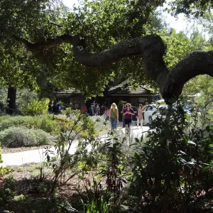 view to Entrance from the Blaksley Boulder, oak limb, natural window