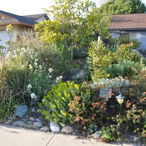 Heather Wehnau garden