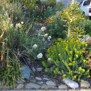 Heather Wehnau garden