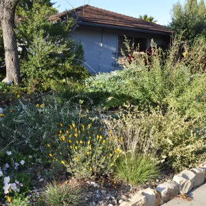 Heather Wehnau garden