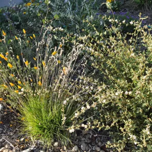 Heather Wehnau garden