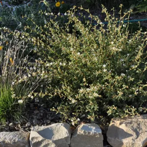 Heather Wehnau garden