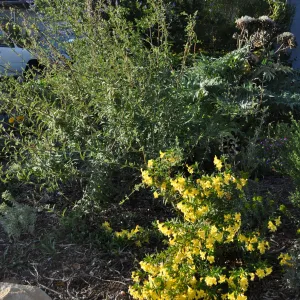 Heather Wehnau garden