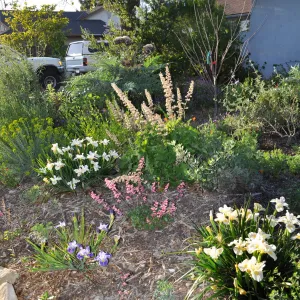 Heather Wehnau garden, Iris Canyon Snow