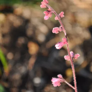 Heather Wehnau garden