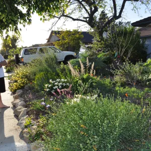 Heather Wehnau garden