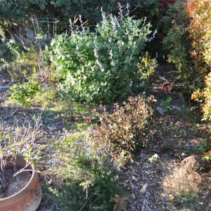 Heather Wehnau garden