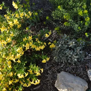 Heather Wehnau garden