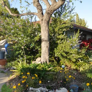 Heather Wehnau garden