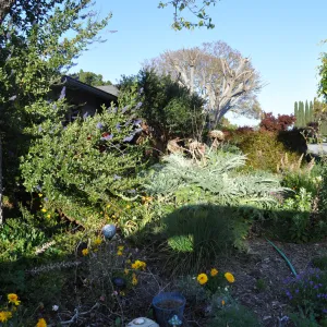 Heather Wehnau garden