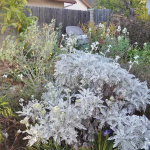 Heather Wehnau garden