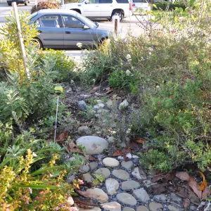 Heather Wehnau garden