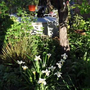 Heather Wehnau garden