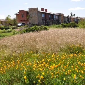 Native Plant Tour, UCSB North Parcel
