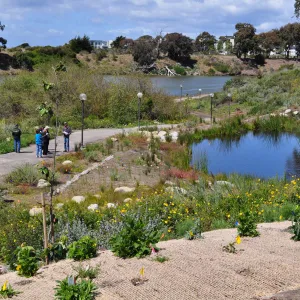 Native Plant Tour, UCSB San Nicholas wetlands