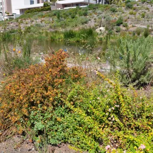 Native Plant Tour, UCSB San Nicholas wetlands