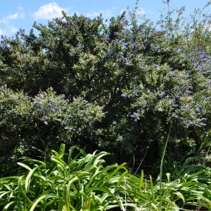 Native Plant Tour,Toro Canyon, Wallin garden