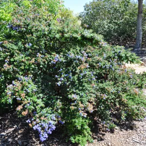 Native Plant Tour,Toro Canyon, Wallin garden (California Lilac)