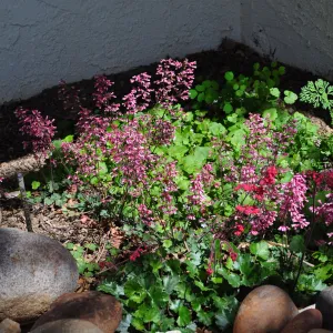 Native Plant Tour,Toro Canyon, Wallin garden