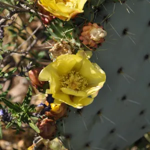 Native Plant Tour, Sovich garden (Prickly-pear)