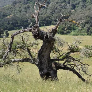 Garden field trip to Indian Knob, San Luis Obispo county