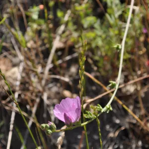 Garden field trip to Indian Knob, San Luis Obispo county