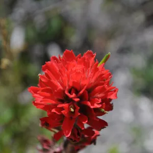 Garden field trip to Indian Knob, San Luis Obispo county