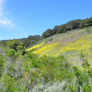 Garden field trip to Indian Knob, San Luis Obispo county