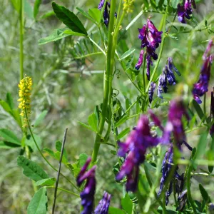 Garden field trip to Indian Knob, San Luis Obispo county