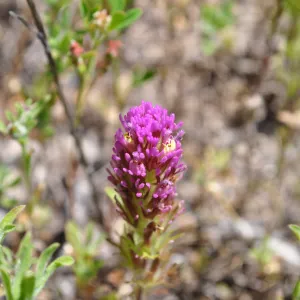 Garden field trip to Indian Knob, San Luis Obispo county