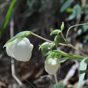 Garden field trip to Indian Knob, San Luis Obispo county