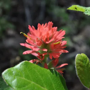 Garden field trip to Indian Knob, San Luis Obispo county