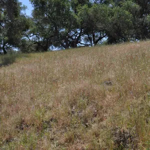 Garden field trip to Indian Knob, San Luis Obispo county