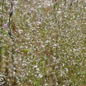 Garden field trip to Indian Knob, San Luis Obispo county
