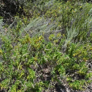 Garden field trip to Indian Knob, San Luis Obispo county
