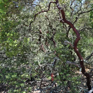 Garden field trip to Indian Knob, San Luis Obispo county