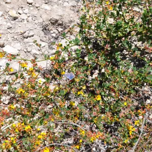 Garden field trip to Indian Knob, San Luis Obispo county