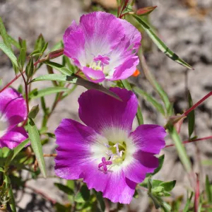 Garden field trip to Indian Knob, San Luis Obispo county