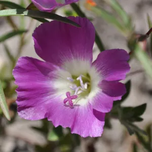Garden field trip to Indian Knob, San Luis Obispo county