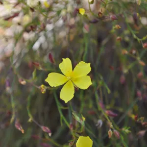 Garden field trip to Indian Knob, San Luis Obispo county