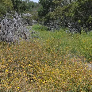 Garden field trip to Indian Knob, San Luis Obispo county